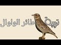 نصائح حول تربية طائر الولوال lullula arborea