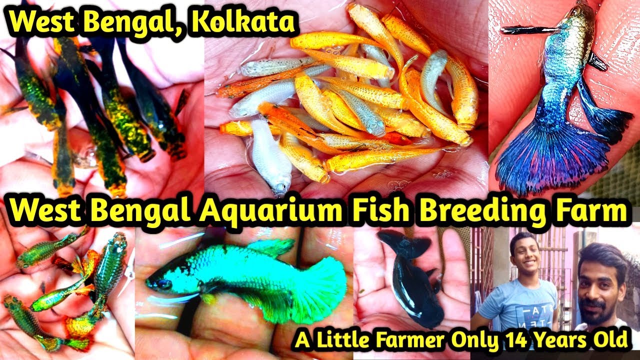 West Bengal Aquarium Fish Farm !! Guppy Breeding Farm !! Molly Breeding Farm !! 14 Years Old
