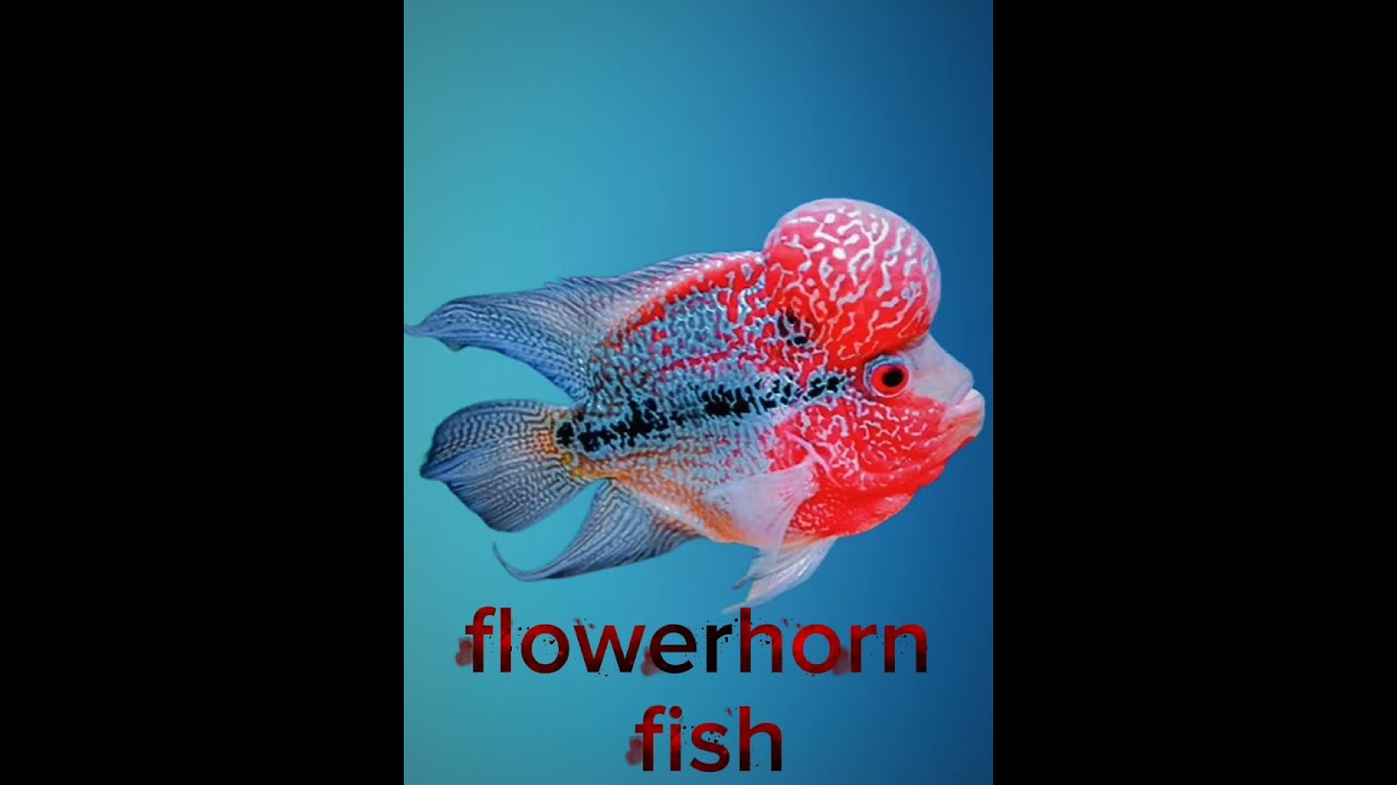 top 5 beautiful fish in the world. 