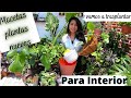 Las mejores plantas para interior// Trasplanto Plantas Para el INTERIOR DE MI CASA