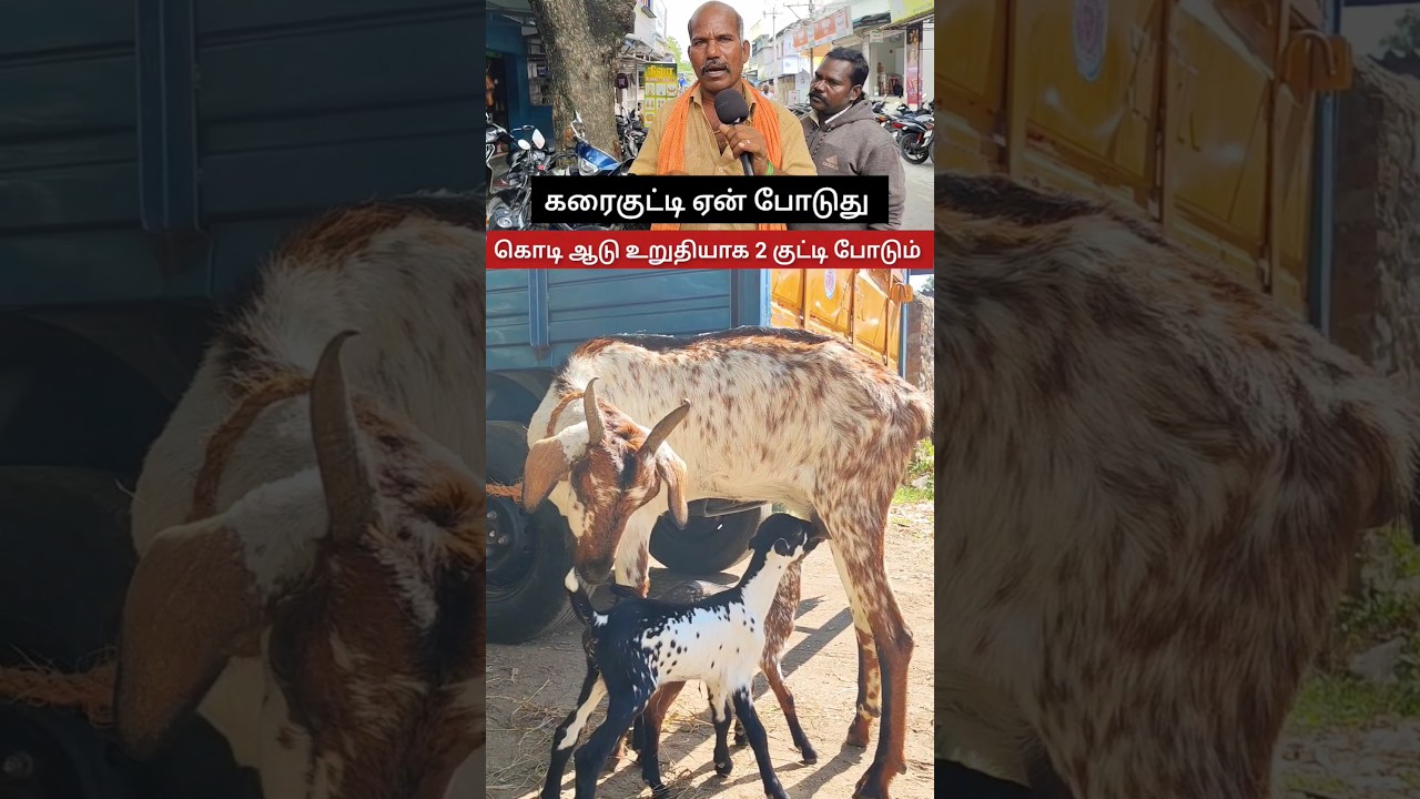 ஒரிஜினல் கொடி ஆடு 