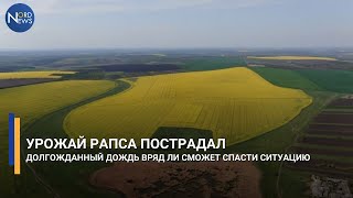 Урожай рапса пострадал. Долгожданный дождь вряд ли сможет спасти ситуацию