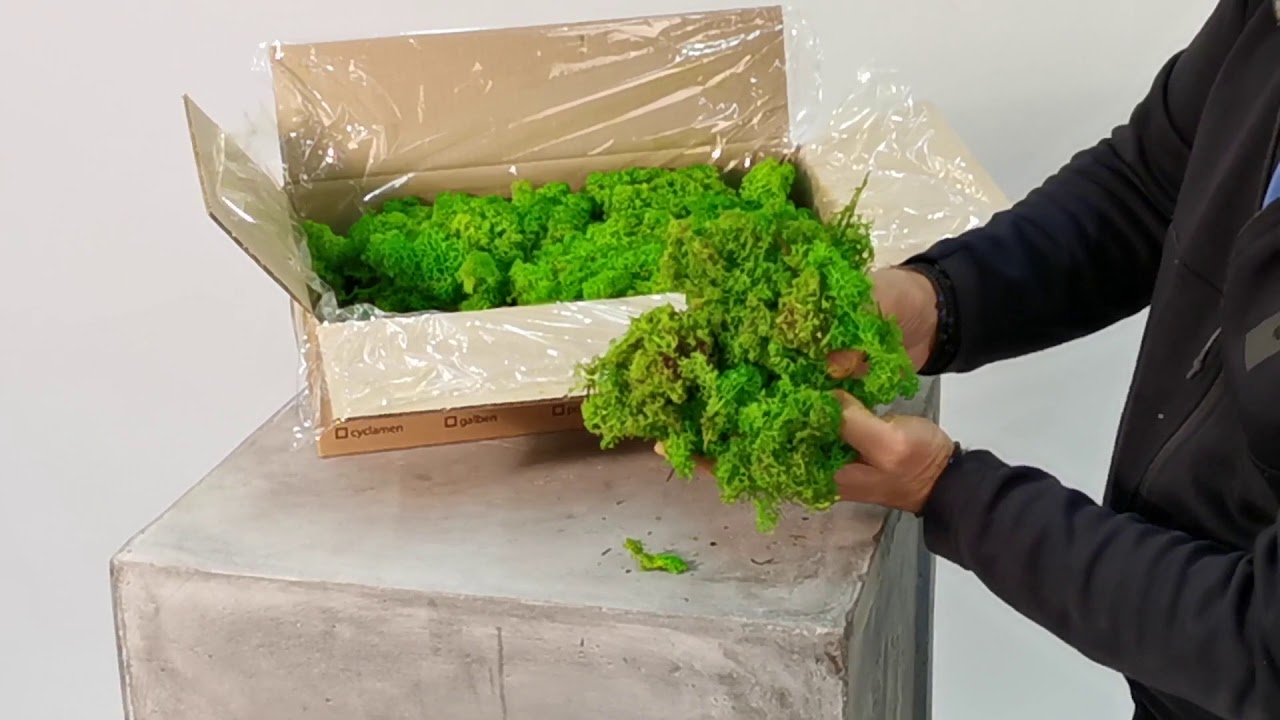 Cum se deschide si foloseste o cutie de Licheni Roberto Rossi