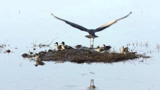 A Great Blue Heron Takes Flight