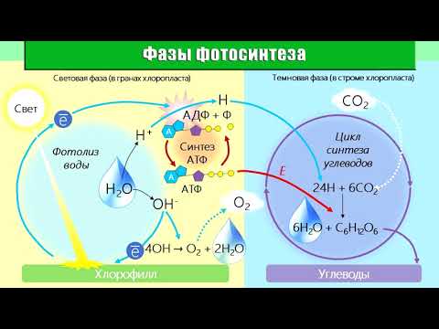 Влияние освещенности на скорость процессов фотосинтеза.
