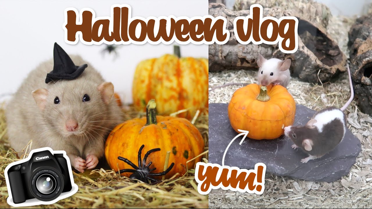 Rats & Mice get a pumpkin treat, & how I take my halloween pictures