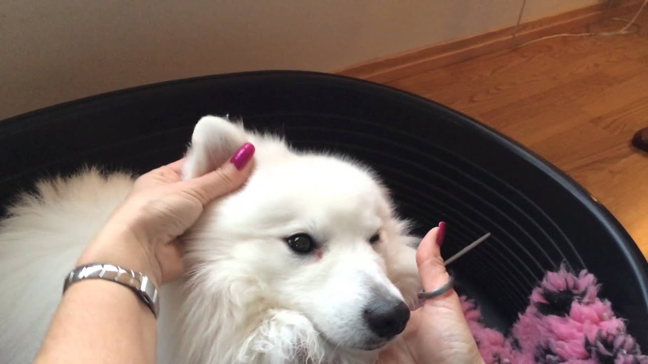 How To Trim Japanese Spitz S Ears Youtube