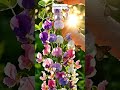 ปลูกเมล็ด EP134 Sweet Pea และ Snowdrop #สร้างจากai #aigenerated #gardening #plants #flowers