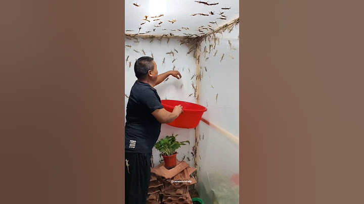 छिपकली की खेती क्यों करते है? | china lizard farming #lizard #farming #shorts
