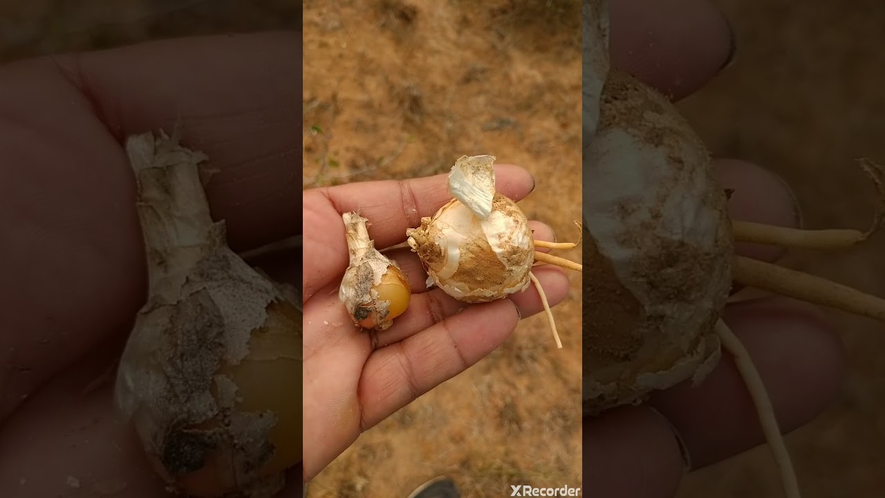 Rice puller tree YouTube