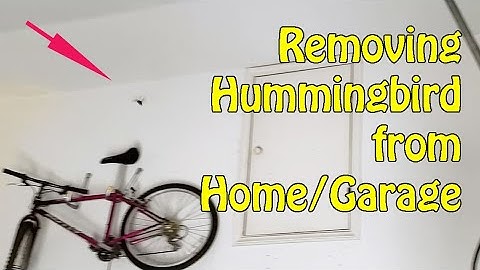 Removing Hummingbird from Home/garage