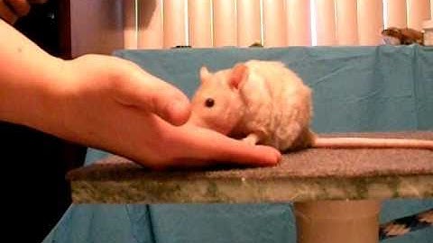 Rattie Training Video: Clicker Training