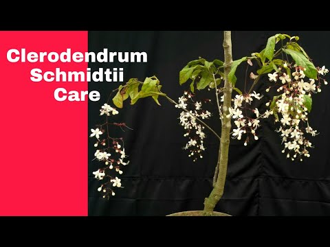 Video: Clerodendrum (62 Fotografije): Briga Za Cvijet Kod Kuće. Opis 
