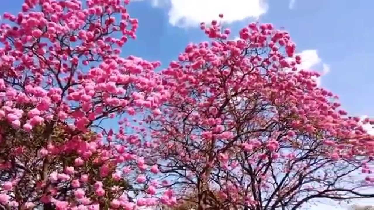 O ipê rosa Tabebuia heptaphylla é uma árvore brasileira - thptnganamst.edu.vn