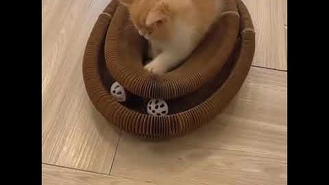 Magic Organ Cat Scratching Board