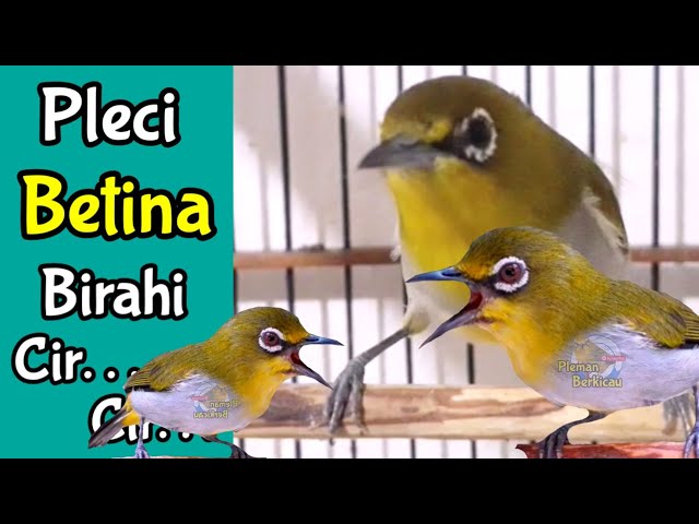 Begini Call Burung Pleci Betina Birahi Memanggil Jantan Merangsang Buxtoni Gacor (7/3/21) class=