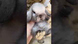 🐰🌟 Cutest Lop Eared Rabbit As A Pet! 🐇😍 Animal Planet 亞洲兔子