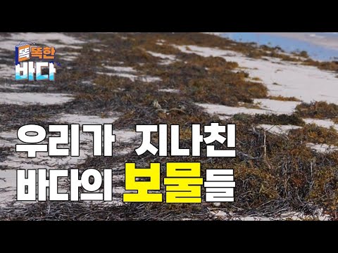 바다의 골칫덩이, 의외의 쓰임새가? [똑똑한 바다]