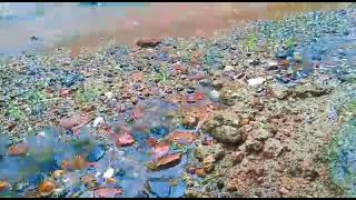 Hujan Deras Di Kab.pati Kec Jaken Ds Mantingan Rw02 Mengakibatkan Banjir Bandang