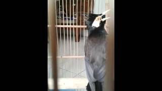 Jalak suren gacor rasa kenari