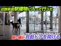 近鉄奈良駅建物に入って行った　賢い鹿が自動ドアを開ける