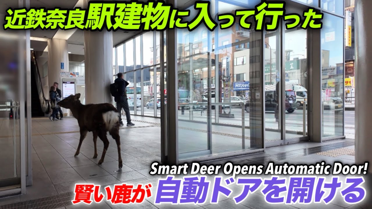 近鉄奈良駅建物に入って行った　賢い鹿が自動ドアを開ける