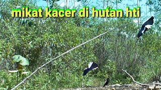 Lama ga mikat kacer sekali mikat Kacernya mantaap banget