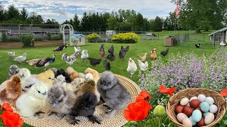 Hatching Chicks - Fulfill Orders - Collecting Eggs - Growing vegetables and Lots of Flowers