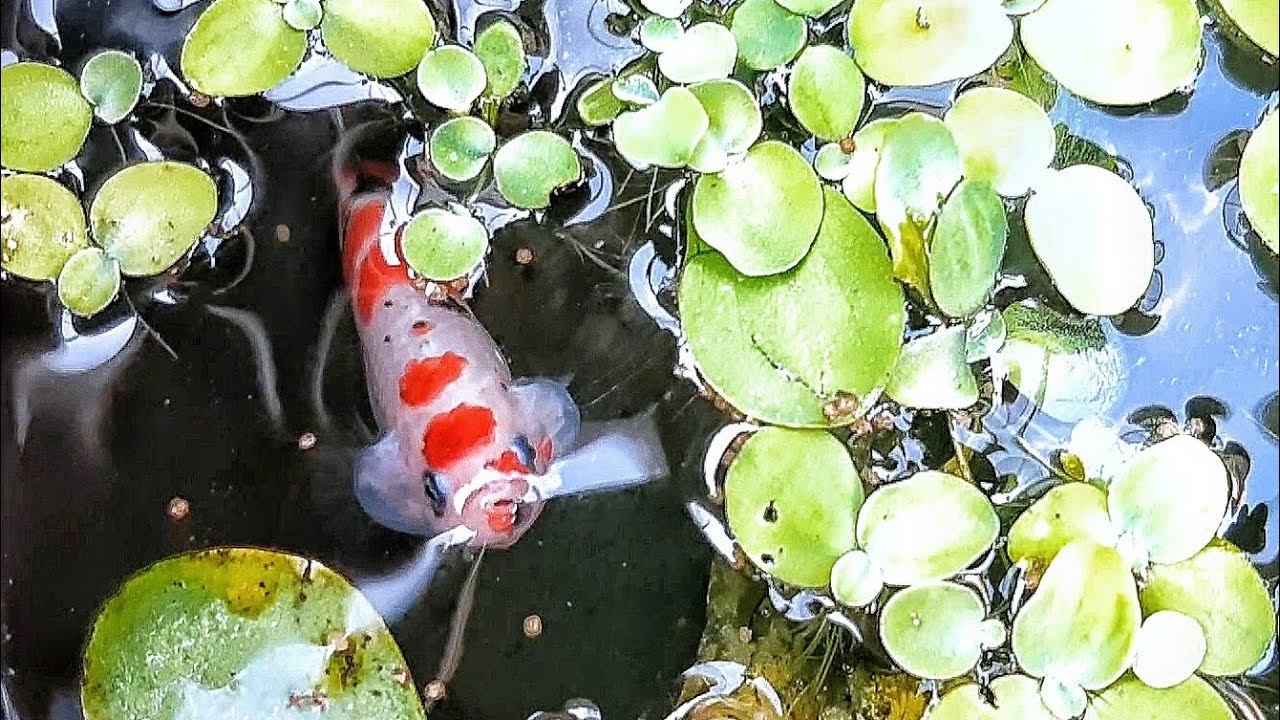 Kejar size giant pakai pakan pelet, bisa kah??