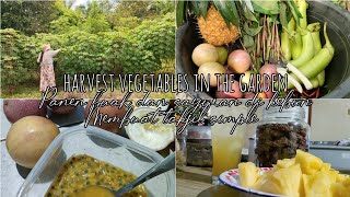 Garden lifestyle| hidup di hutan| panen sayuran dan buah di kebun| Membuat takjil sederhana screenshot 5