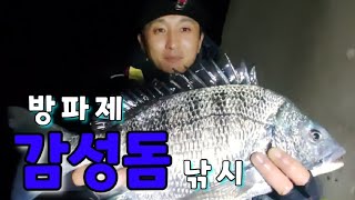 4짜 감성돔을 만났습니다.방파제 감성돔낚시! #감성돔낚시 #방파제낚시 #감시