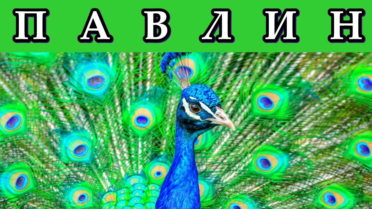 ПАВЛИН - Супермодель птичьего мира