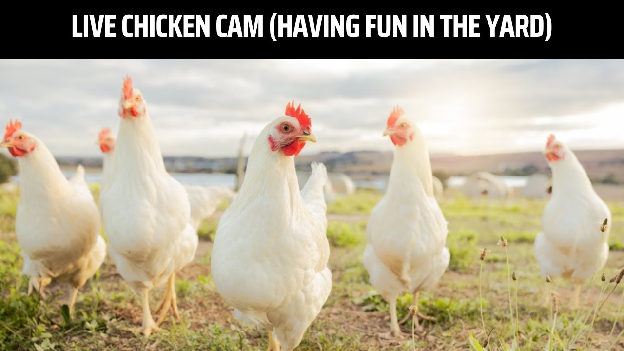 LIVE Chicken Cam in 4K (Watch Them Play, Eat, and Live) - YouTube