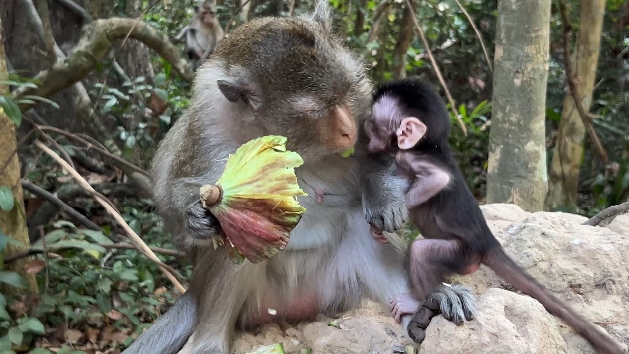 Most Admirable! The cute tiny baby Amina try to ask lotus fruit while seeing mom eat deliciously 
