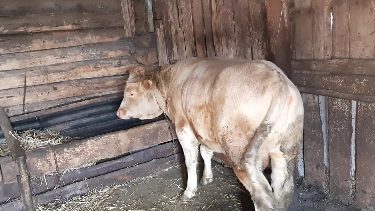 Убейте быка мульчером фар Убейте быка мульчером фар