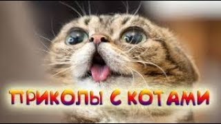 Приколы с кошками и котами 2019. Подборка смешных и интересных видео с котиками и кошечками Приколы с кошками и котами 2019. Подборка смешных и интересных видео с котиками и кошечками