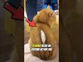 O algodão saiu do corpo do gato! 🐱❗️