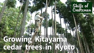 Skills of Craftsmen ’Growing Kitayama cedar trees in Kyoto’ ／ Takenaka Carpentry Tools Museum