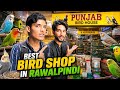 Bird Lovers Must Watch! 🐦 Best Bird Shop In Rawalpindi