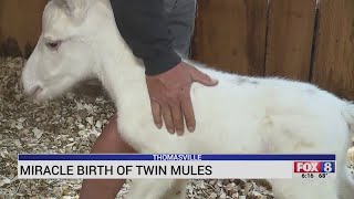 Rare twin mules born in Thomasville