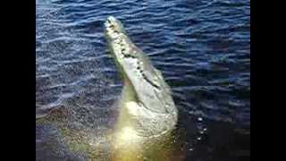 Watering the Croc
