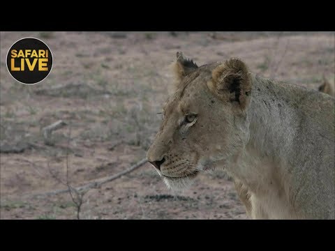 leopard print safariLIVE - Sunset Safari - November 25, 2018