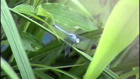 (#740 L&M-YAP-L114) IN TRANSITION - Reference videos #536, #540 & #727