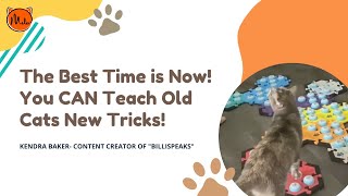 Influencer Sharing (BilliSpeaks): The Best Time is Now! You CAN Teach Old Cats New Tricks! by MeloCat 78 views 5 months ago 19 minutes