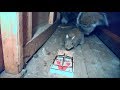 MOST SHOCKING POP UP JUMPSCARE SCARY VIDEO COMPILATION EVER!!! all the time!!!!
