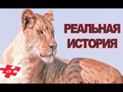 Рожденная свободной (1966) трейлер - нарез / реальная история