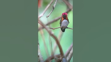 Smallest bird in the world #top #trendingshorts #shortvideo #science #birds #smallyoutuber #facts
