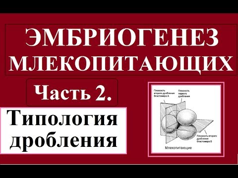 Эмбриология млекопитающих и человека. Ч.2. Дробление зиготы (типология и процесс).