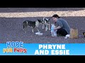 Dog rescue on the california arizona and nevada border  stressful but successful  rescue