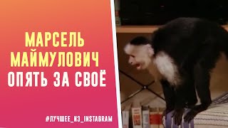 Ярый Фанат Гузель Уразовой Достает Друзей 😂